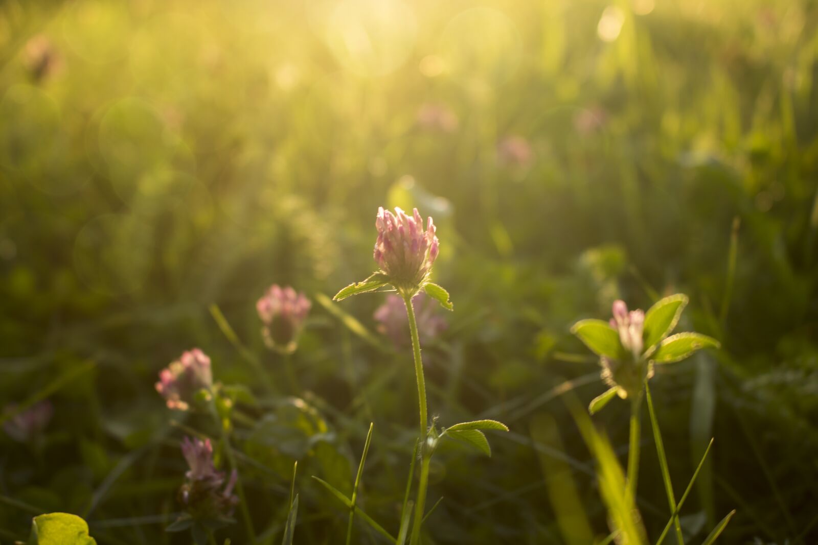 Canon EOS 700D (EOS Rebel T5i / EOS Kiss X7i) sample photo. Flower, sunset, grass photography