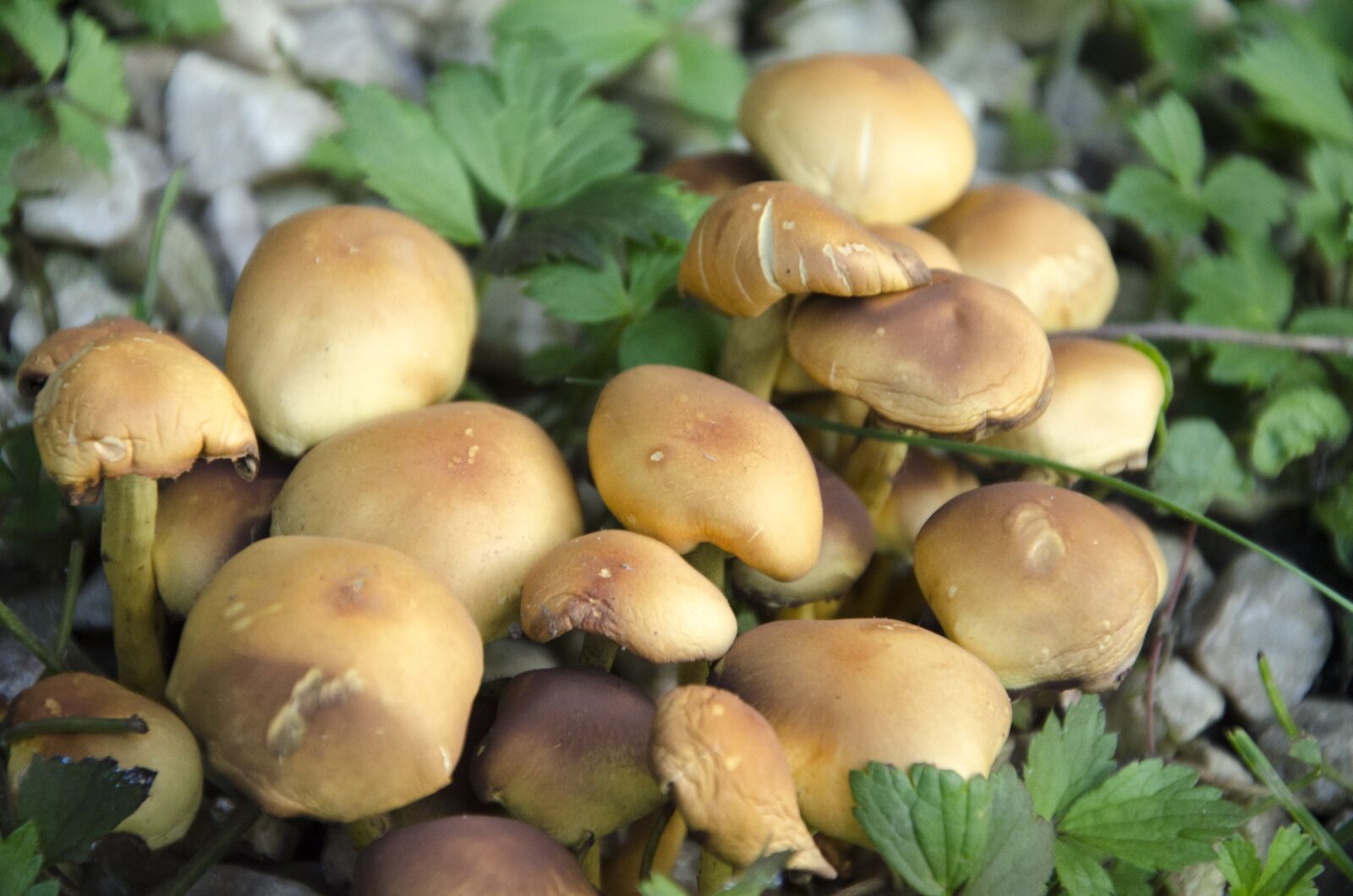 Nikon D5100 sample photo. Fungus, forest, nature photography