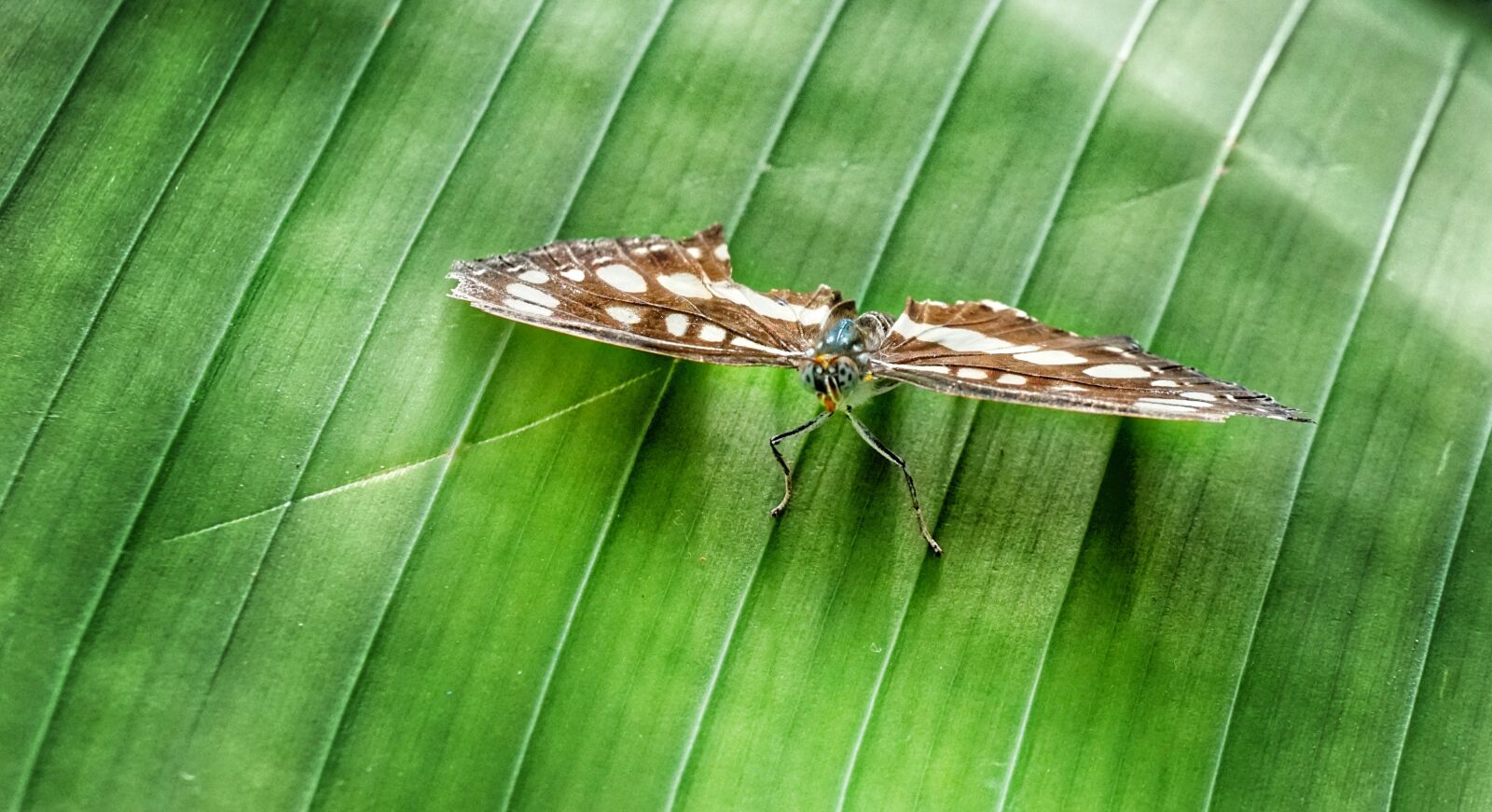 Sony a6300 sample photo. Butterfly, banana, leaf photography