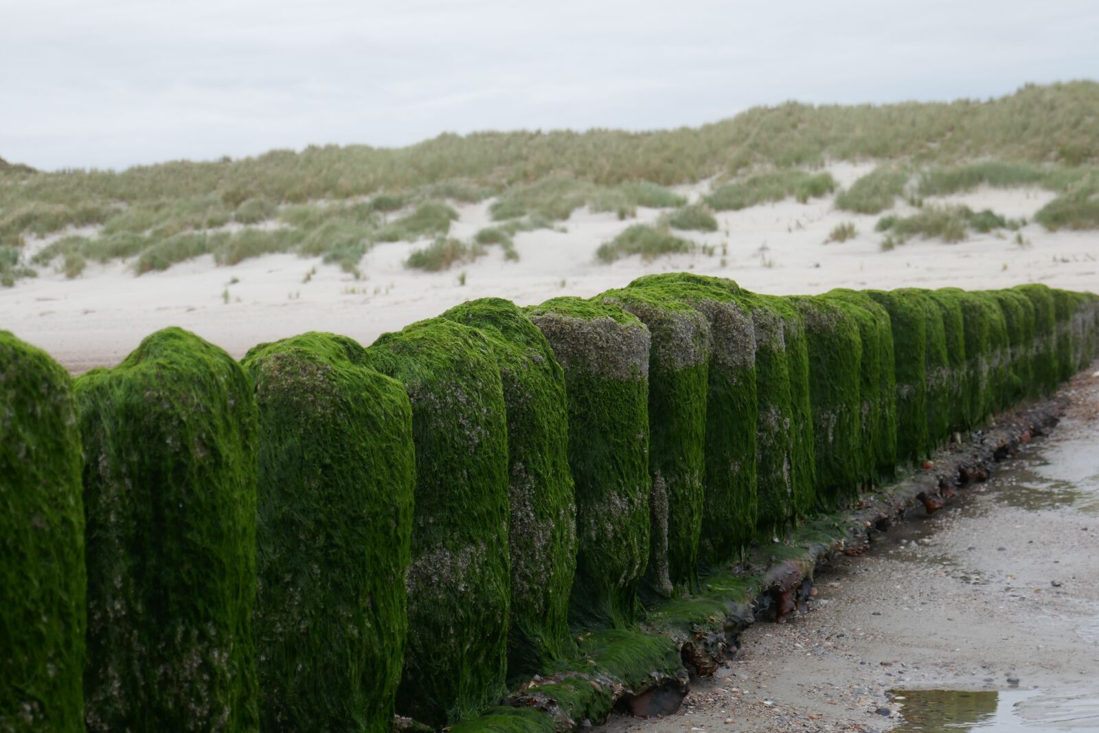 Panasonic DMC-TZ101 sample photo. Beach, dunes, north sea photography