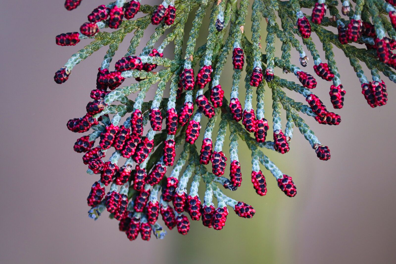 Canon EOS 200D (EOS Rebel SL2 / EOS Kiss X9) sample photo. Thuja, tree of life photography