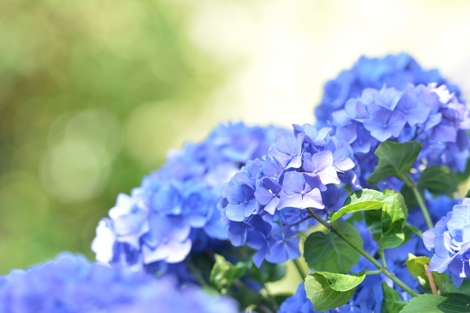 Nikon D7100 sample photo. Blue, hydrangea, garden photography