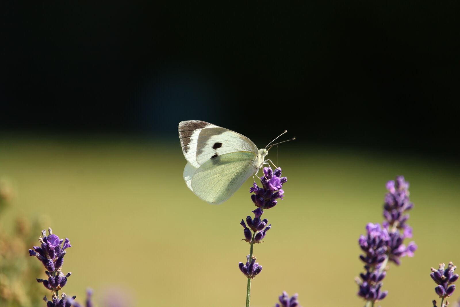 Canon EOS 1200D (EOS Rebel T5 / EOS Kiss X70 / EOS Hi) sample photo. Butterfly, lavender, white photography