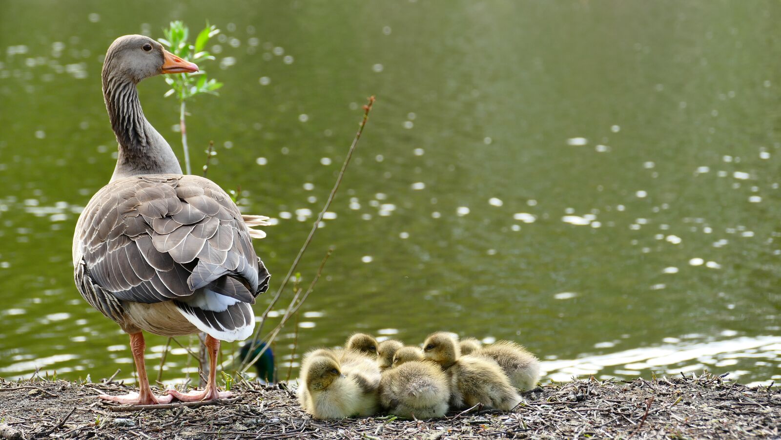 Panasonic Lumix DMC-FZ1000 sample photo. Greylag goose, chicken, animal photography