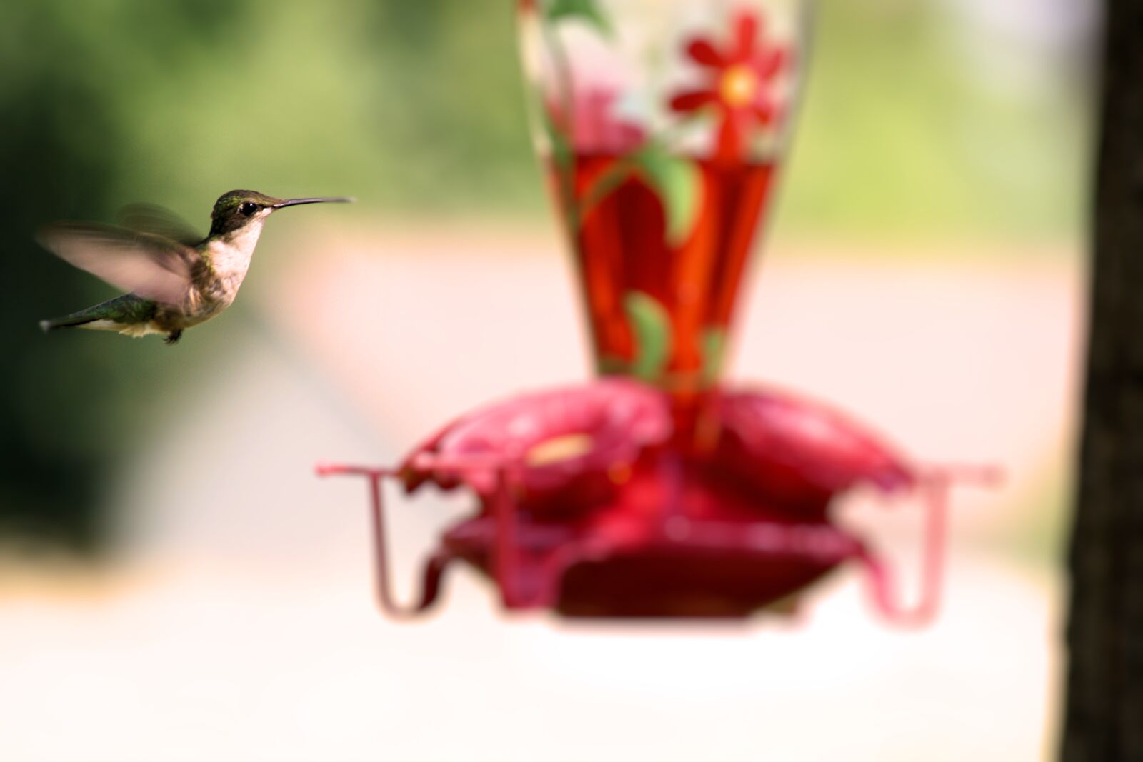 Canon EOS 1000D (EOS Digital Rebel XS / EOS Kiss F) sample photo. Animal, bird, hummingbird, nature photography