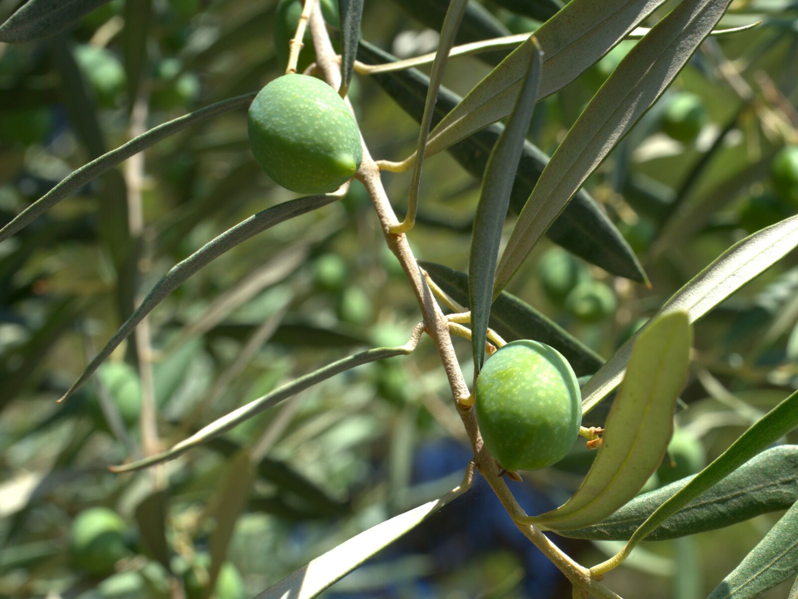 Sony a7 II + Sony FE 50mm F2.8 Macro sample photo. Olives, olive tree, olive photography