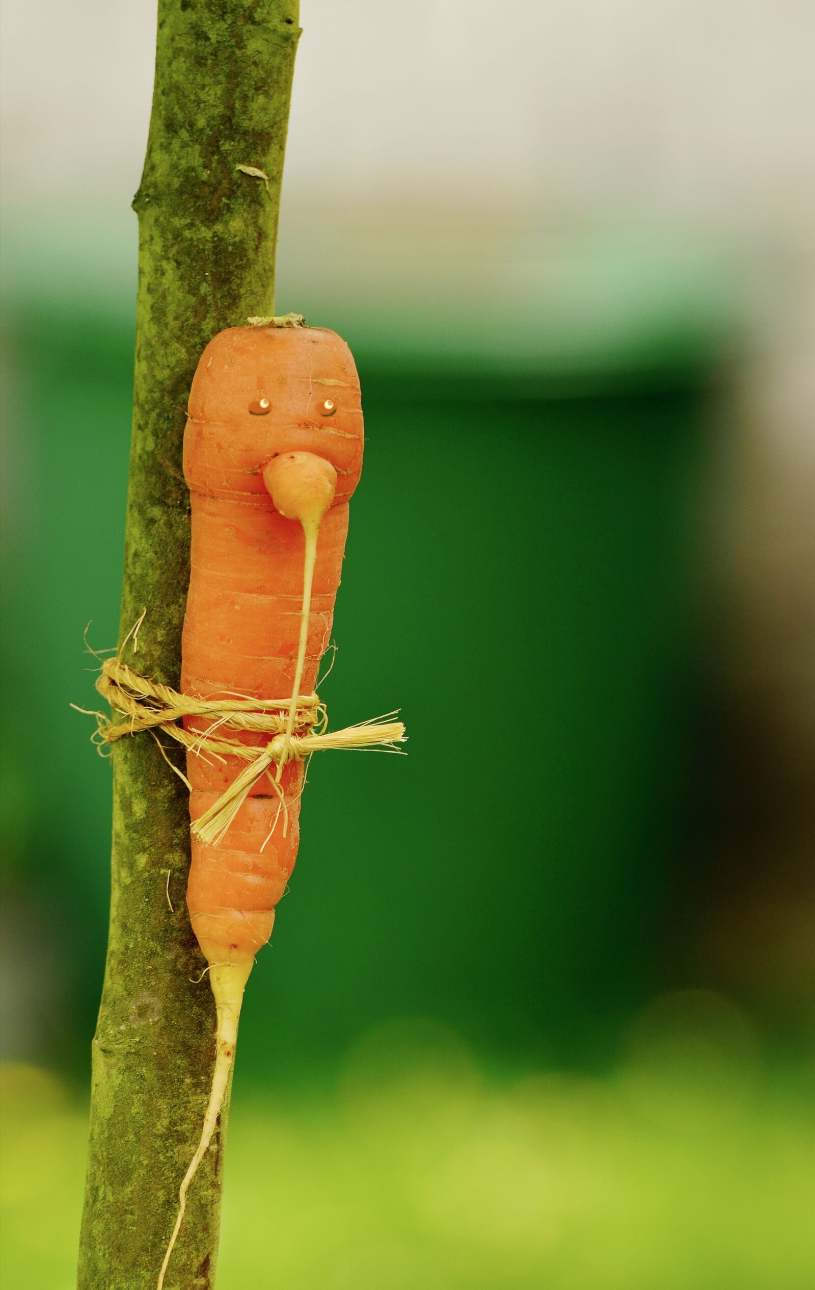 Nikon D5100 sample photo. Carrot, bio, biotonne photography