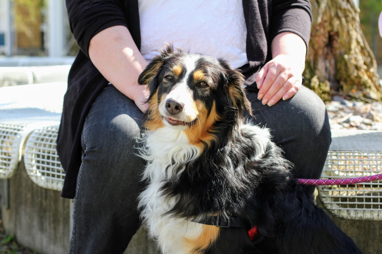 Canon EOS 60D + Canon EF 50mm F1.4 USM sample photo. Dog, collie, border collie photography