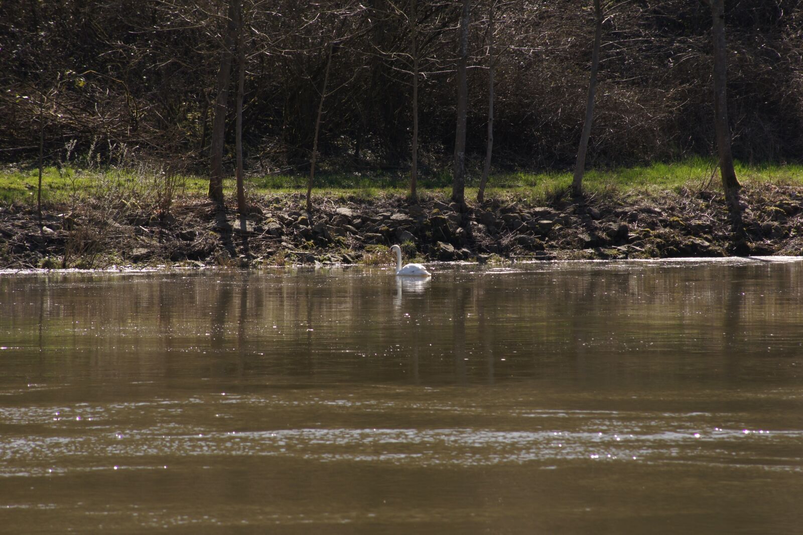 Sony Alpha DSLR-A500 sample photo. Swan, water, mosel photography