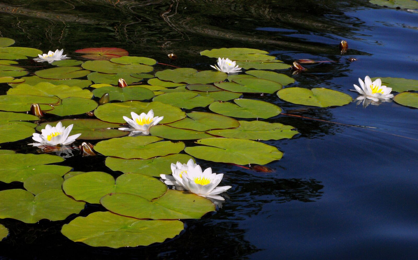 KONICA MINOLTA DiMAGE Z5 sample photo. Aquatic, lily, flower photography