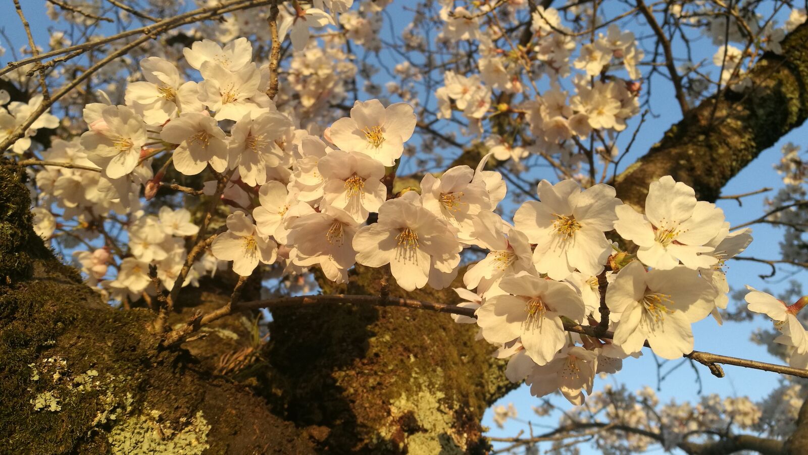 HUAWEI P9 sample photo. Tree, branch, season photography