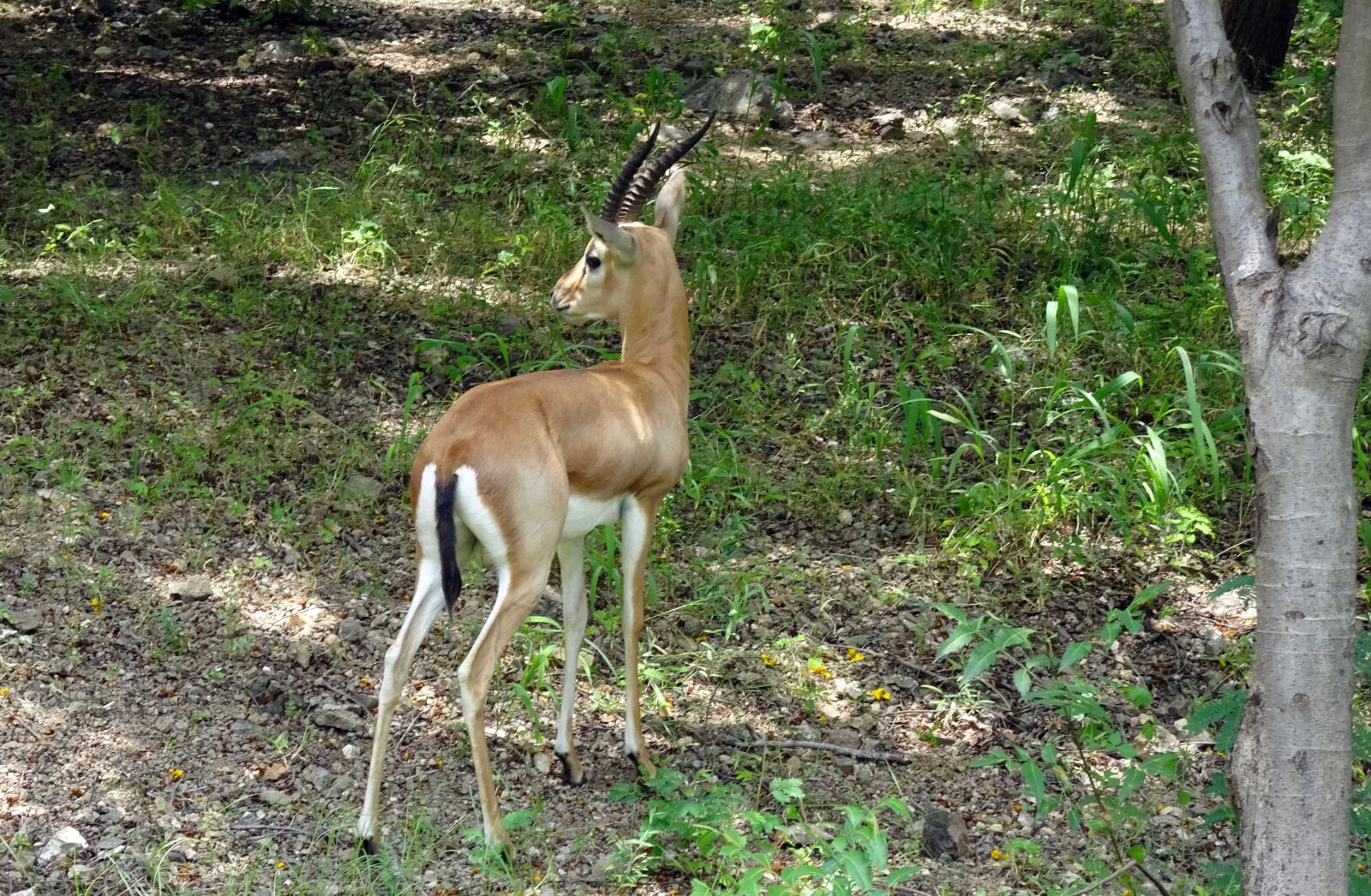Sony Cyber-shot DSC-HX90V sample photo. Chinkara, gazella bennettii, indian photography