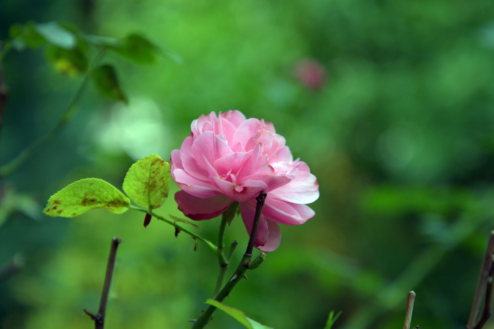 Nikon D3300 sample photo. Nature, rose, pink photography
