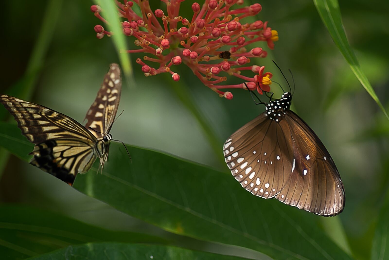 Nikon D3000 sample photo. Butterflies, butterfly, nature photography