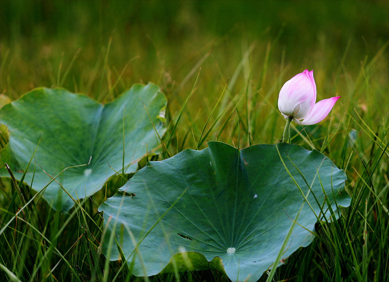 Canon EF 70-200mm F2.8L USM sample photo