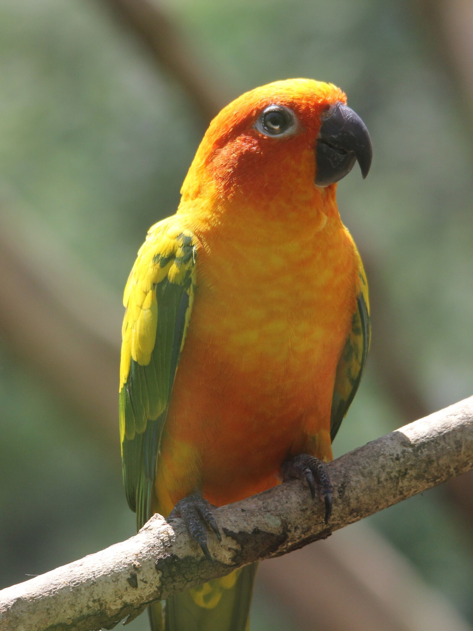 Canon EOS 60D sample photo. Bird, yellow, bright photography