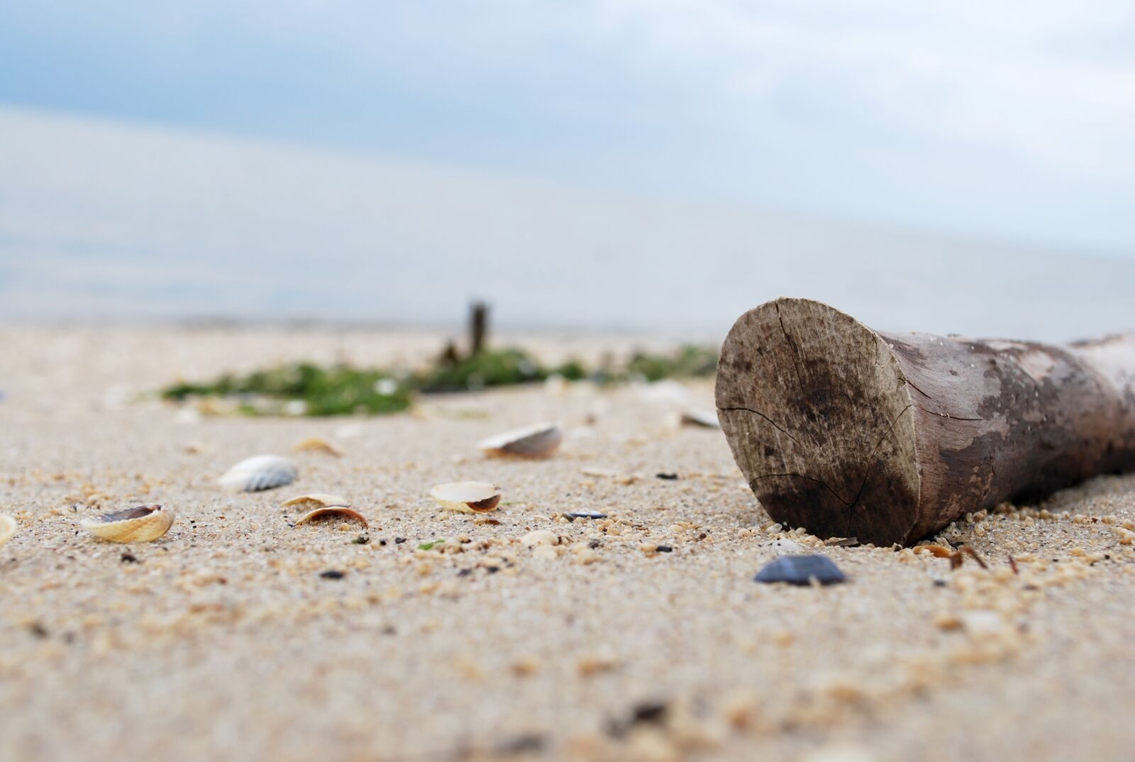 Nikon D60 sample photo. Flotsam, north sea, jade photography