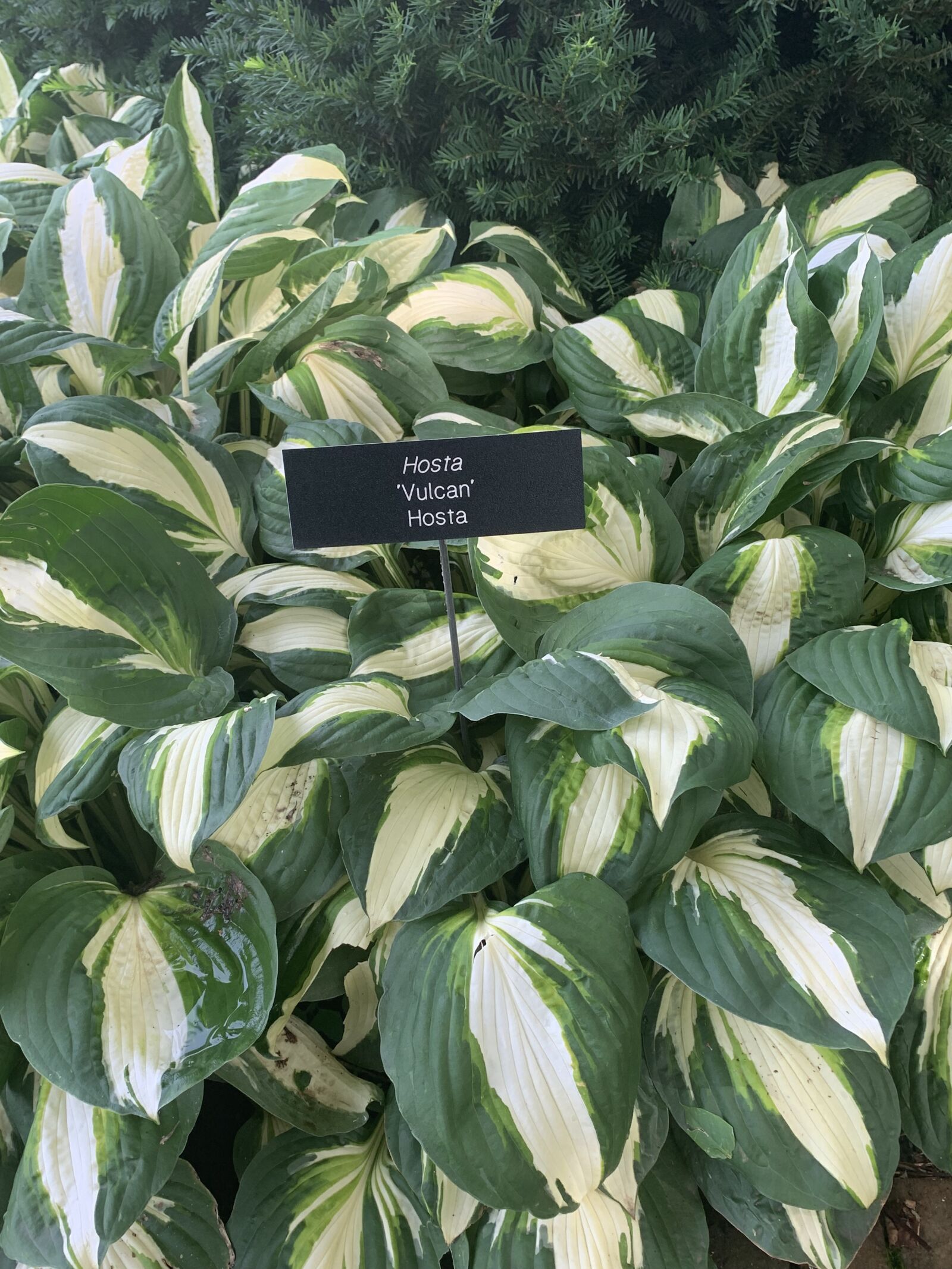 iPhone XR back camera 4.25mm f/1.8 sample photo. Variegated, plant, hosta photography
