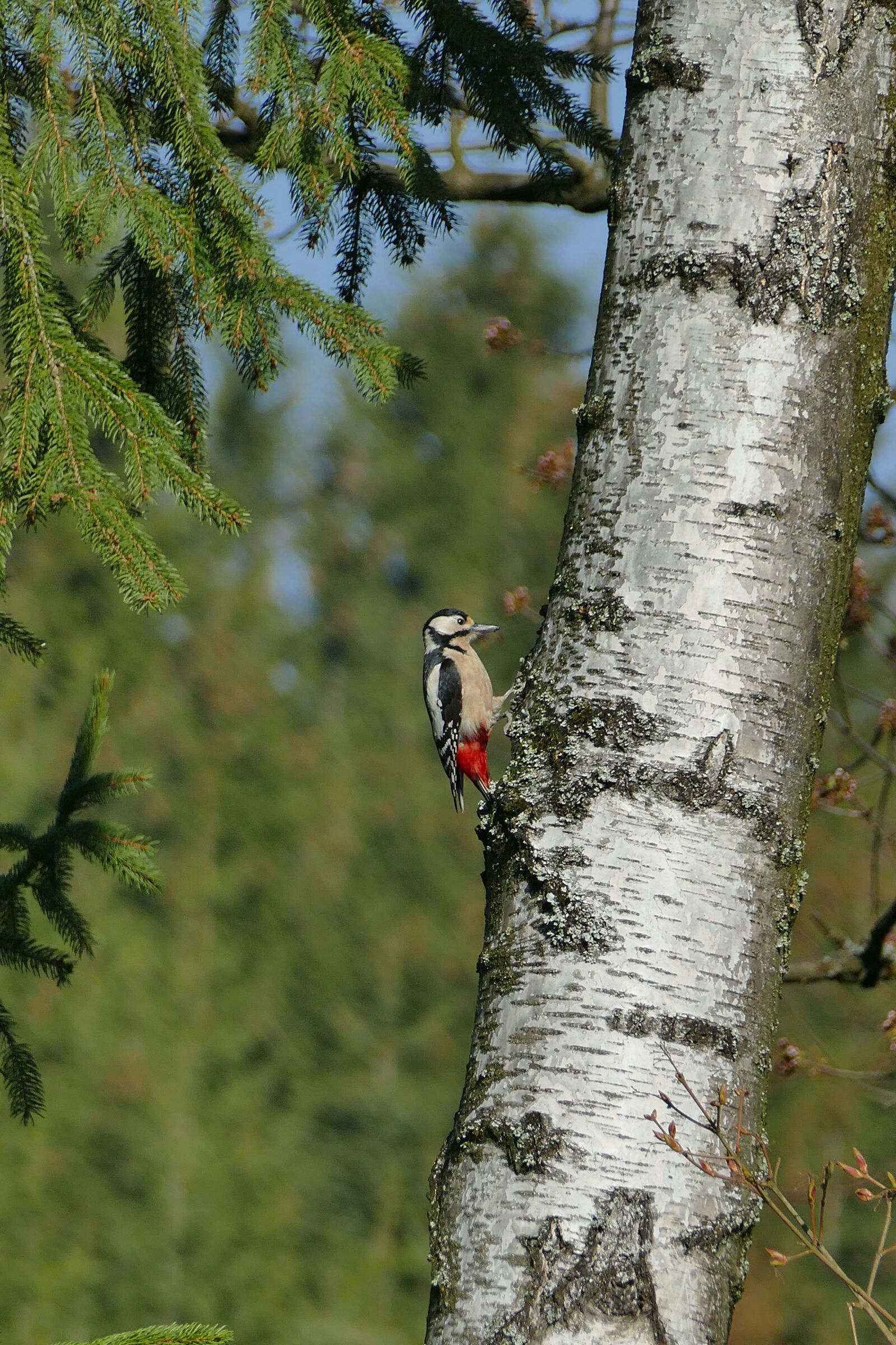 Panasonic Lumix DMC-FZ1000 sample photo. Great spotted woodpecker, bird photography