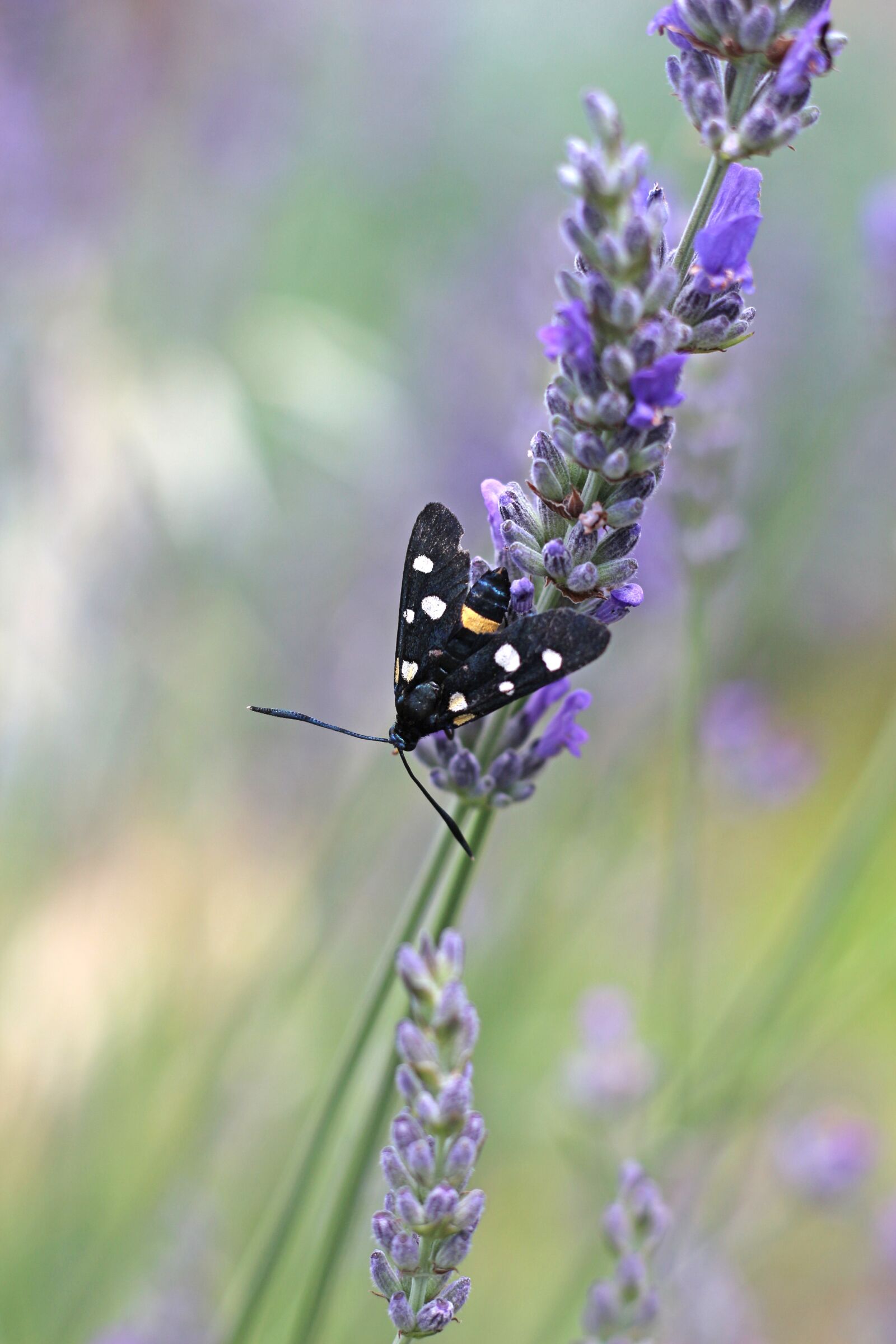 Canon EOS 700D (EOS Rebel T5i / EOS Kiss X7i) sample photo. Nine-spotted moth, moth, insect photography