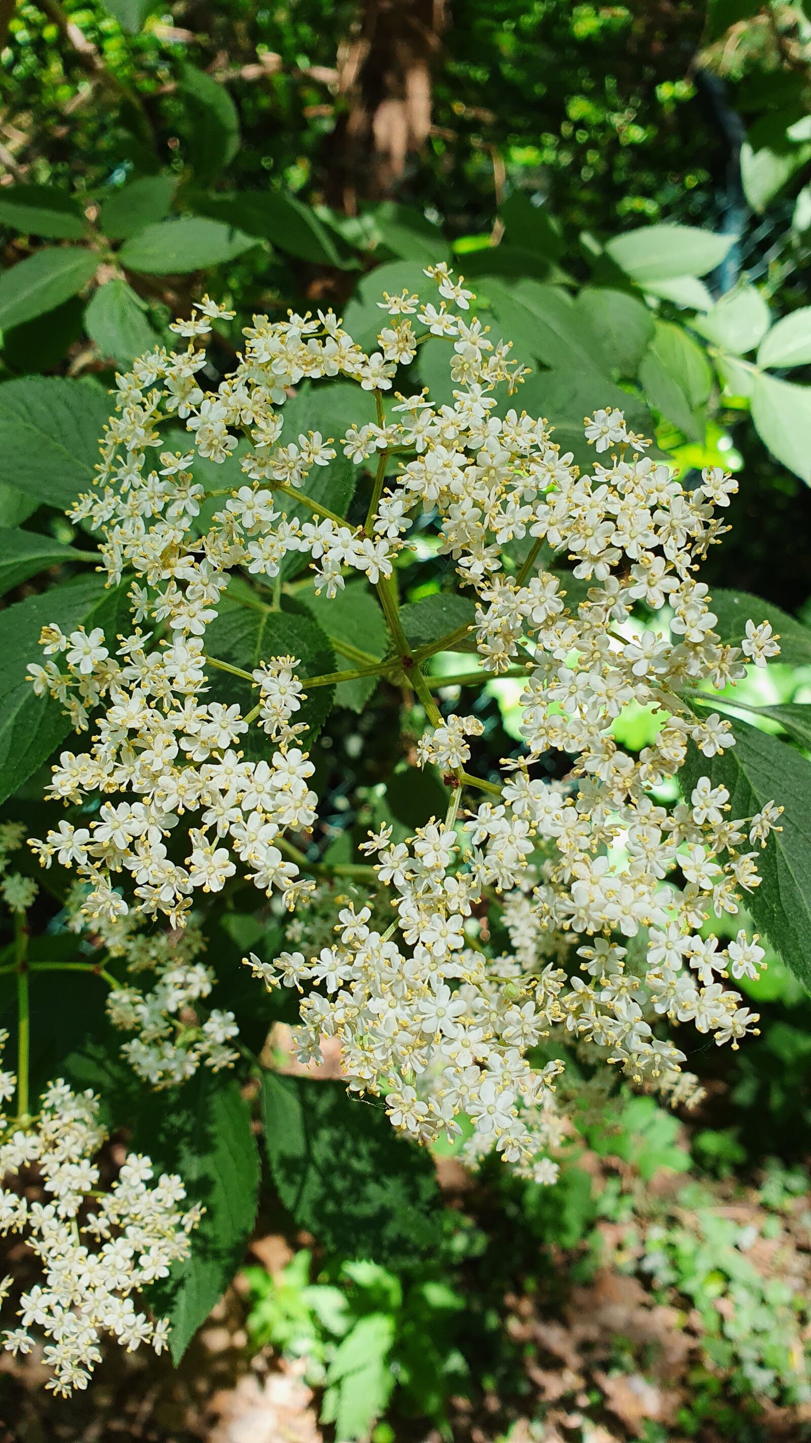 Samsung Galaxy S10e sample photo. Elder flower, blossom, bloom photography