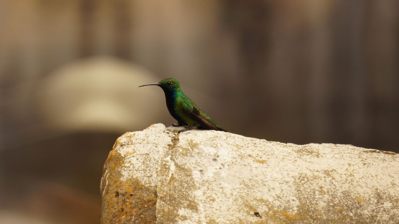 Sony SLT-A55 (SLT-A55V) + Sony 500mm F8 Reflex sample photo. Birds, nature, guatica photography