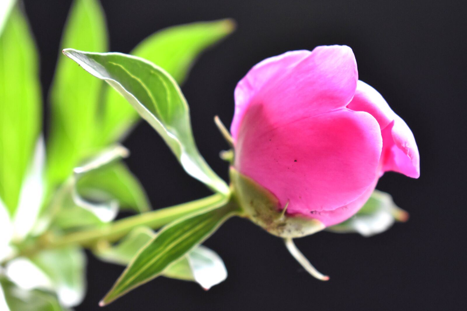 Nikon D3400 sample photo. Peony, bud, gentle photography