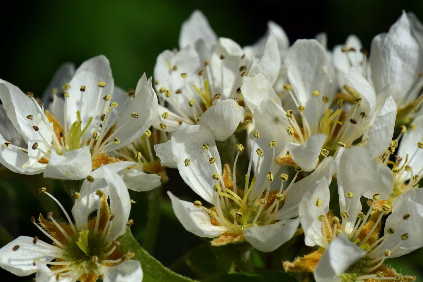 Nikon D3300 sample photo. Pear, birnblüte, spring photography
