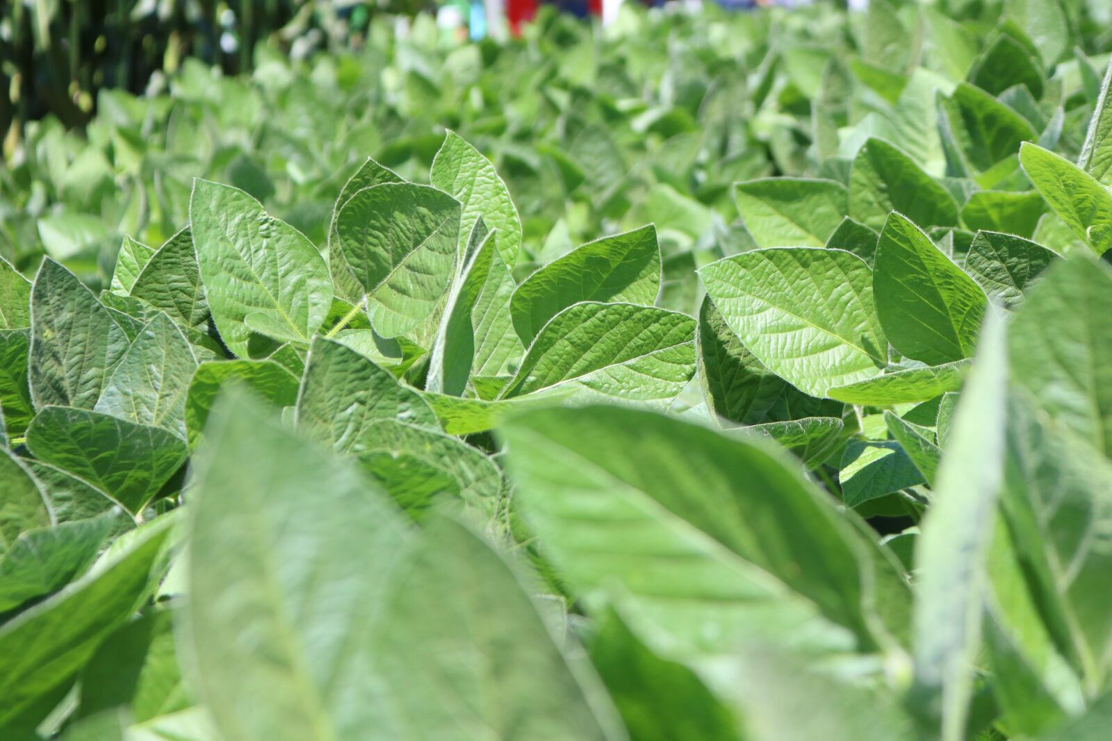 Canon EOS 750D (EOS Rebel T6i / EOS Kiss X8i) sample photo. Leaf, plant, vegetable photography