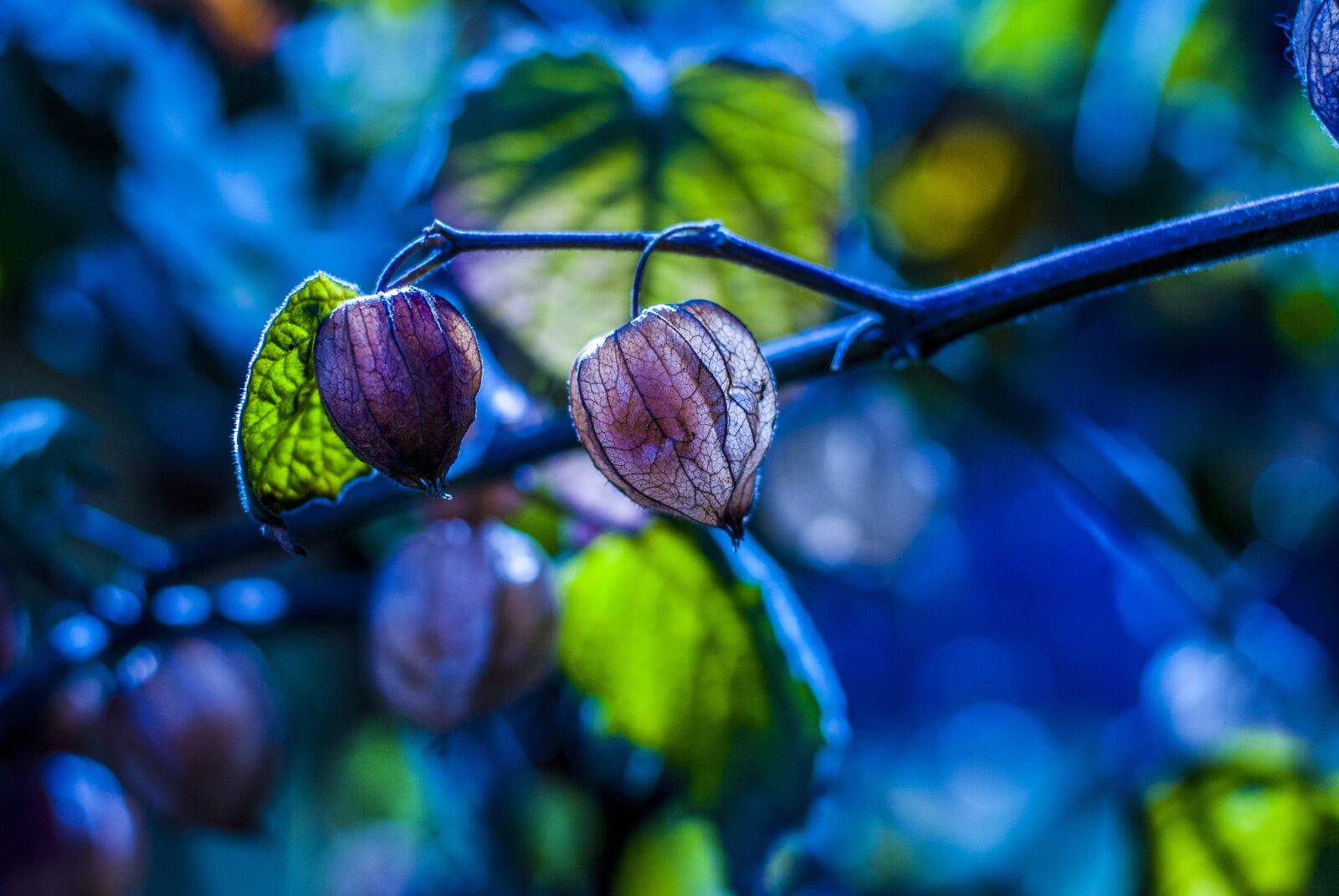 Nikon D60 sample photo. Uvilla dry, fruit, landscape photography