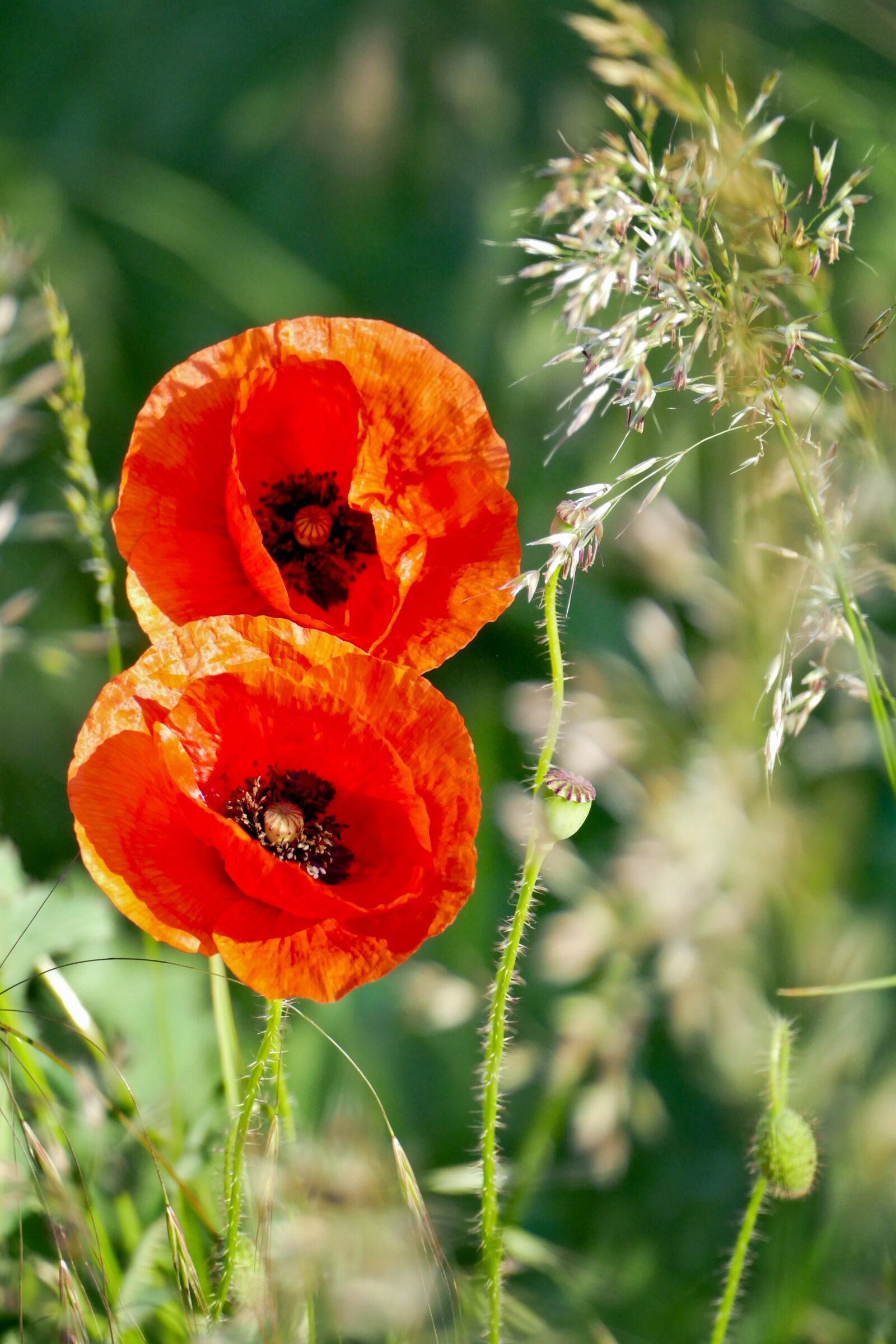 Panasonic Lumix DMC-FZ1000 sample photo. Poppy, flower, bud photography