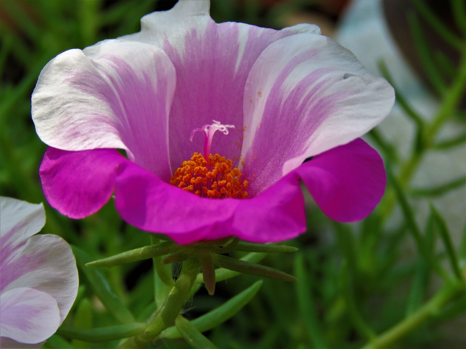 Canon PowerShot SX60 HS sample photo. Flower, purple, yellow photography