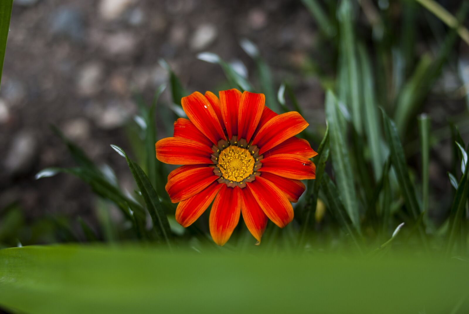 Nikon D60 sample photo. Flower, nature, plant photography
