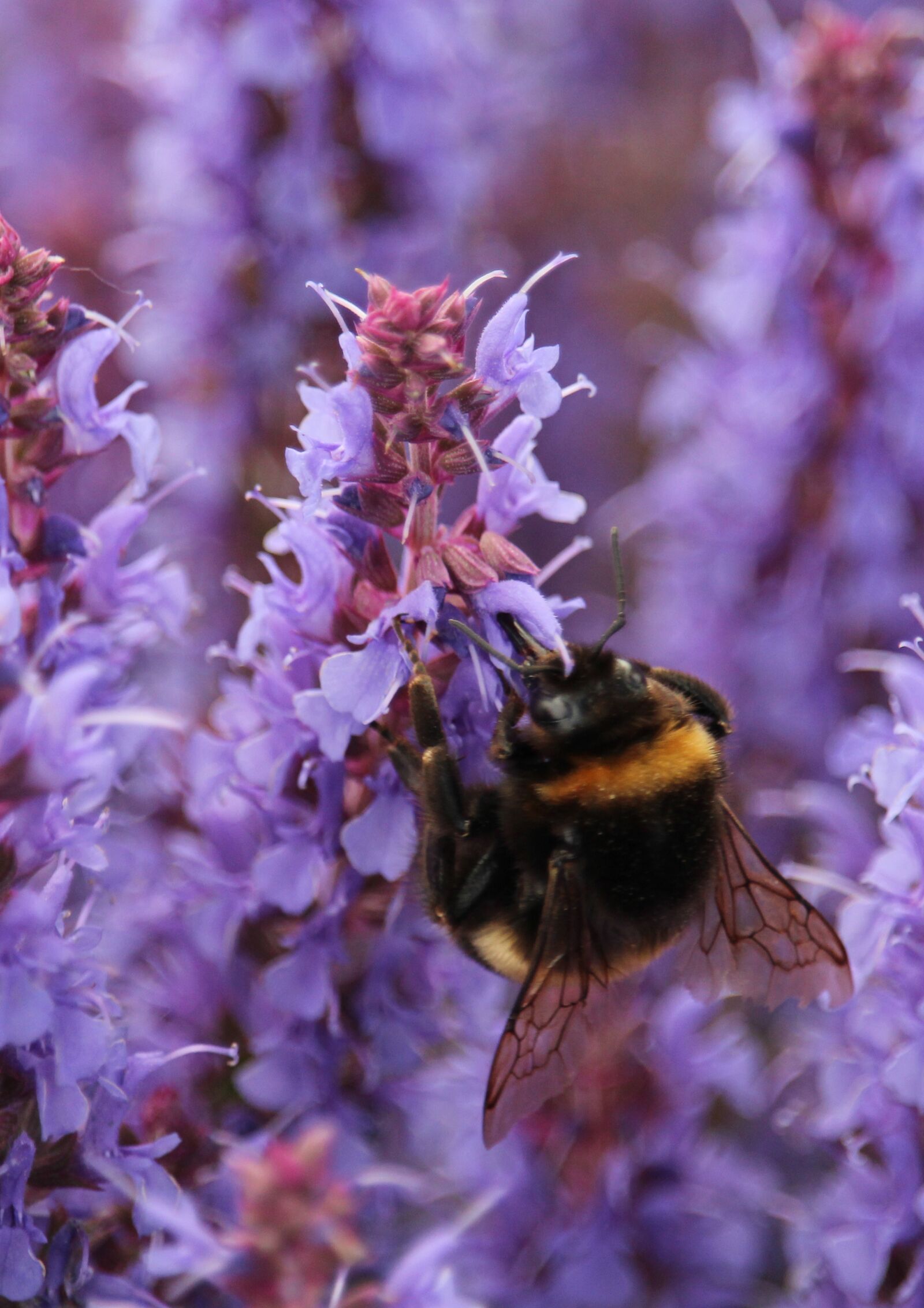 Canon EOS 1200D (EOS Rebel T5 / EOS Kiss X70 / EOS Hi) sample photo. Bumblebee, flowers, flower photography