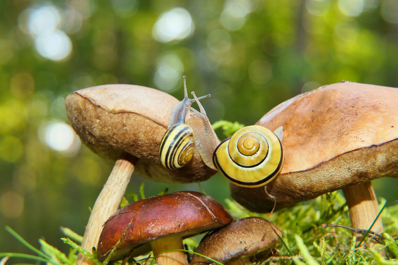 Panasonic Lumix DMC-FZ2500 (Lumix DMC-FZ2000) sample photo. Snails, mushrooms, nature photography