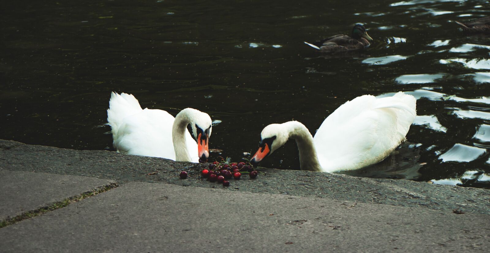 Canon EOS M sample photo. Swan, bird, lake photography
