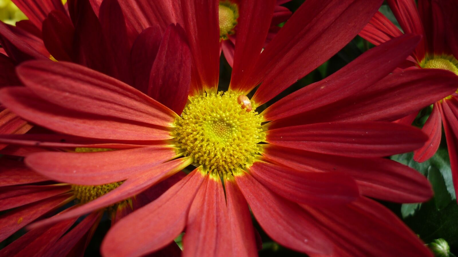 Panasonic Lumix DMC-FS6 sample photo. Gerbera, flower, blossom photography