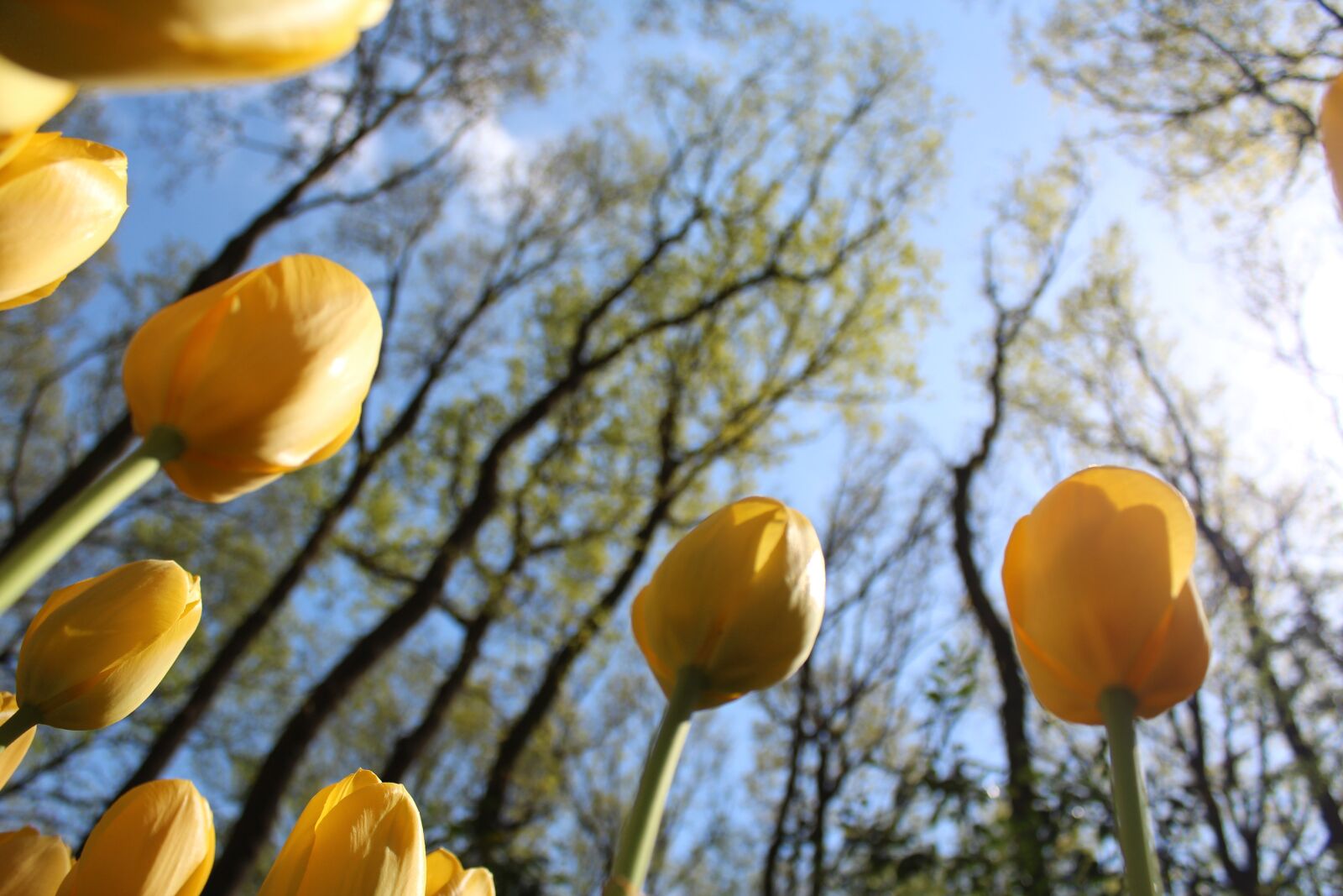 Canon EOS 600D (Rebel EOS T3i / EOS Kiss X5) sample photo. Tulips, yellow, trees photography