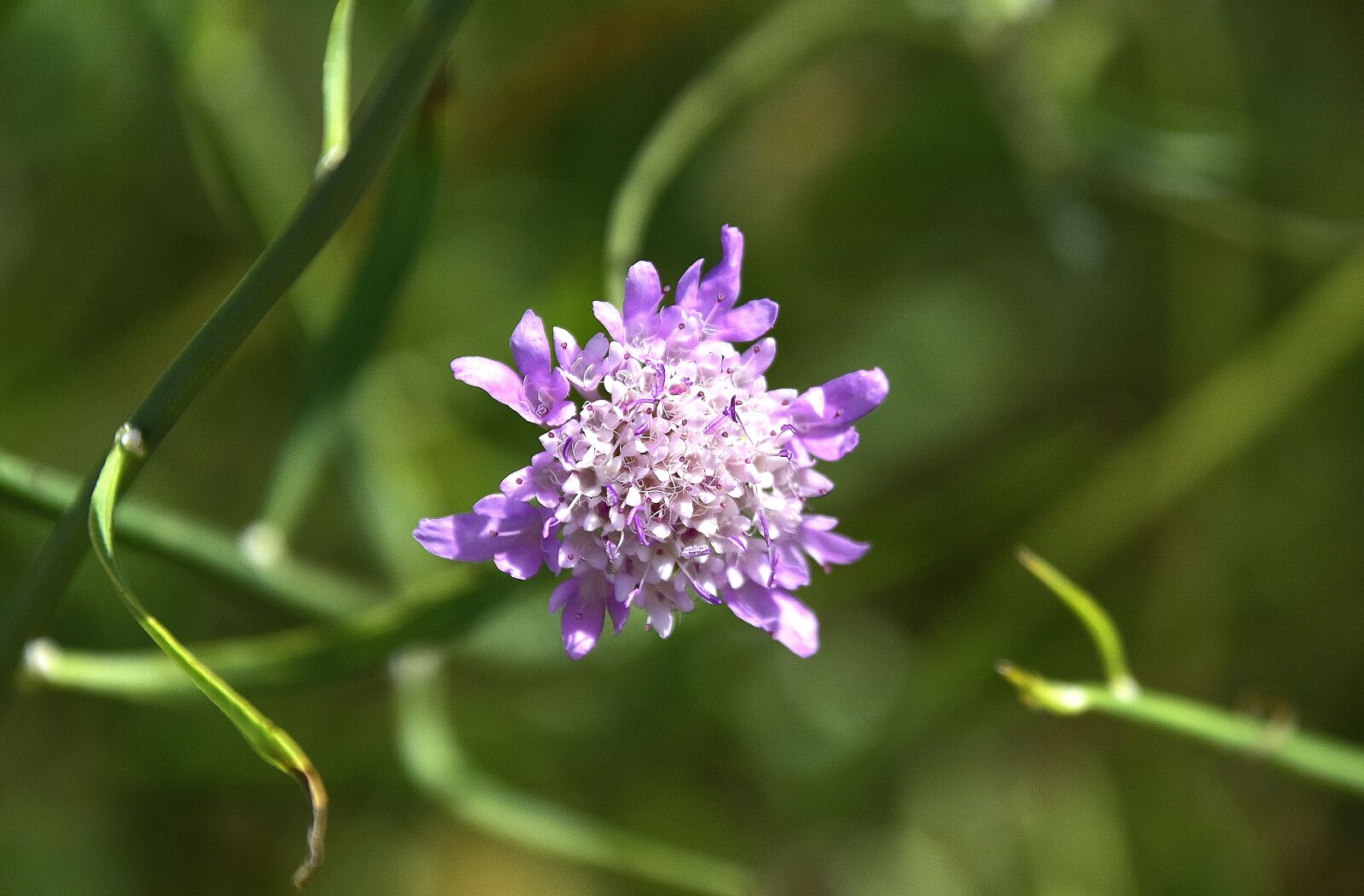 Nikon D7200 sample photo. Plants, garden, flora photography