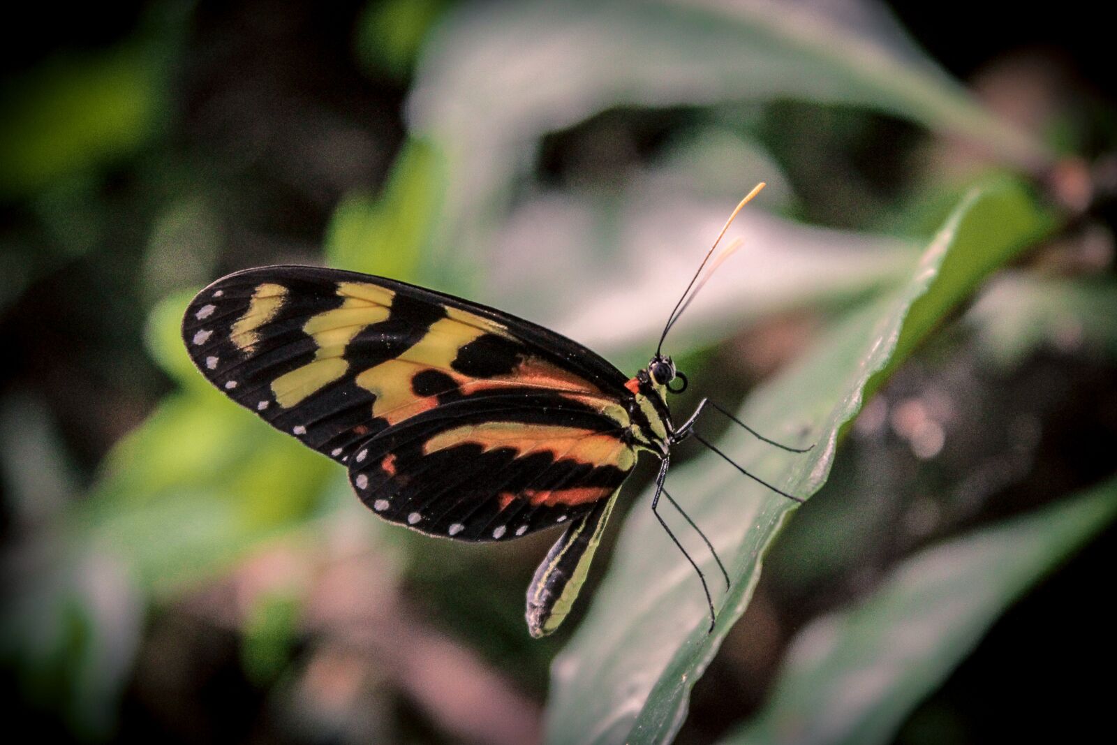 Canon EOS 1200D (EOS Rebel T5 / EOS Kiss X70 / EOS Hi) sample photo. Butterfly, nature, leaves photography