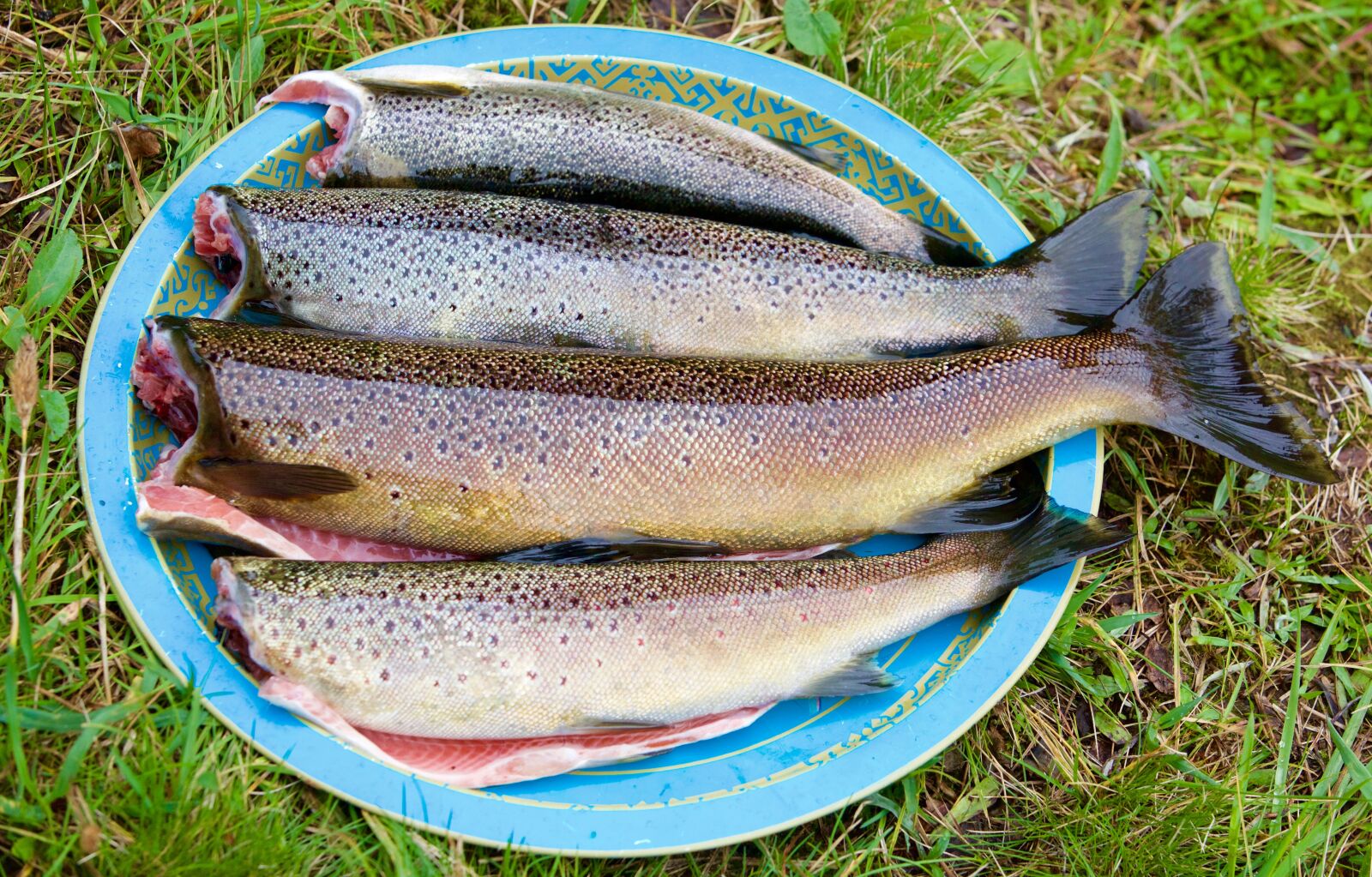 Canon EOS 5D Mark III sample photo. Fish, fishing, freshwater fish photography