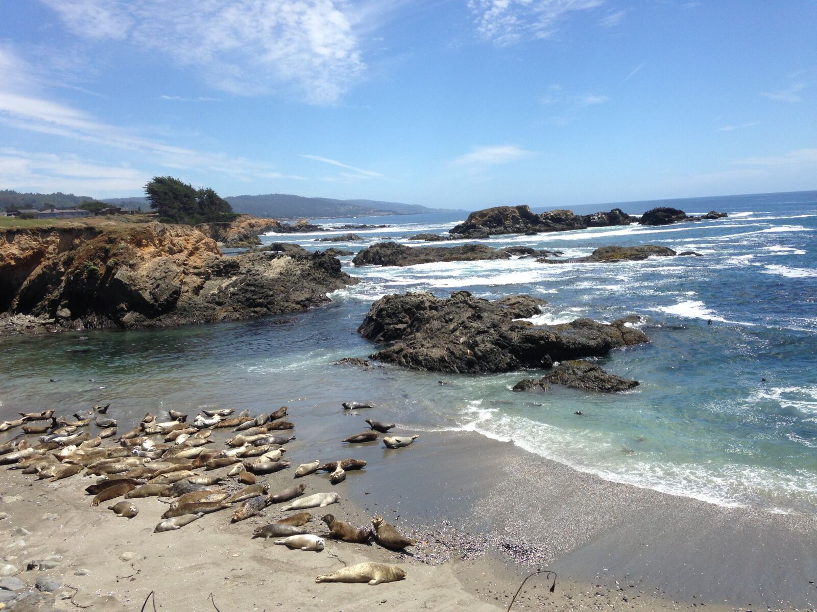 iPhone 5 back camera 4.12mm f/2.4 sample photo. Harbor seals, pacific ocean photography