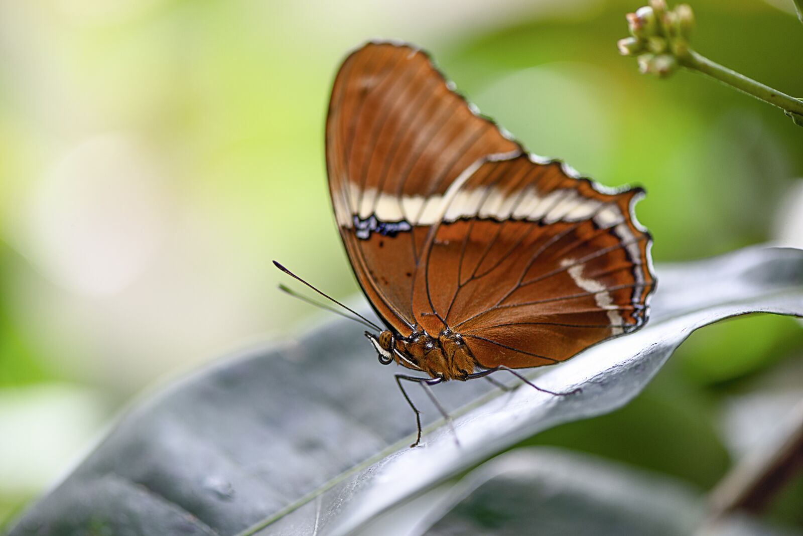 Nikon D610 sample photo. Butterfly, wing, insects photography
