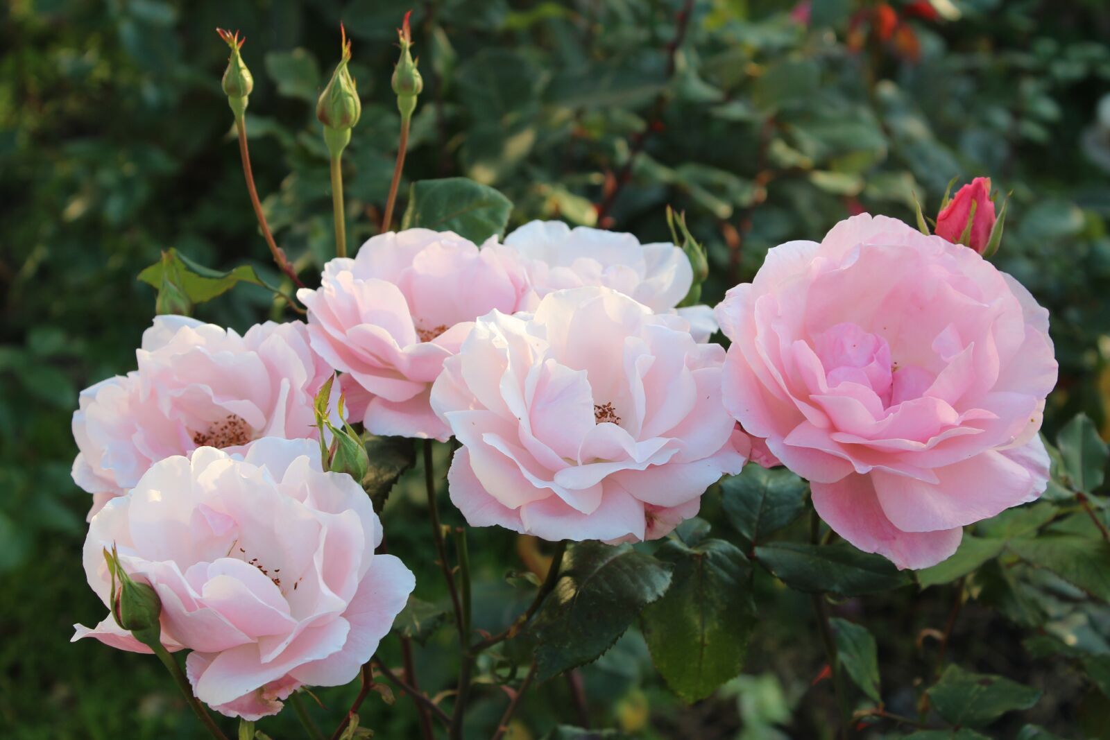 Canon EOS 600D (Rebel EOS T3i / EOS Kiss X5) sample photo. Roses, garden, petals photography