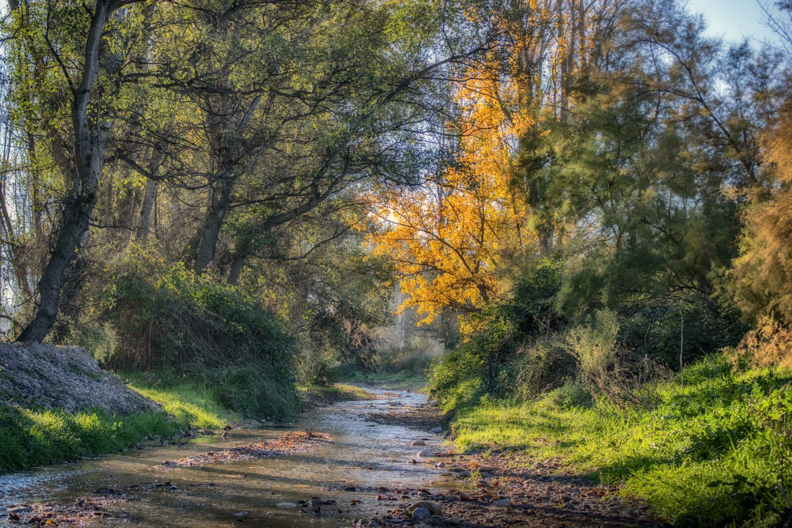 Nikon D3300 sample photo. Brook, forest, landscape photography