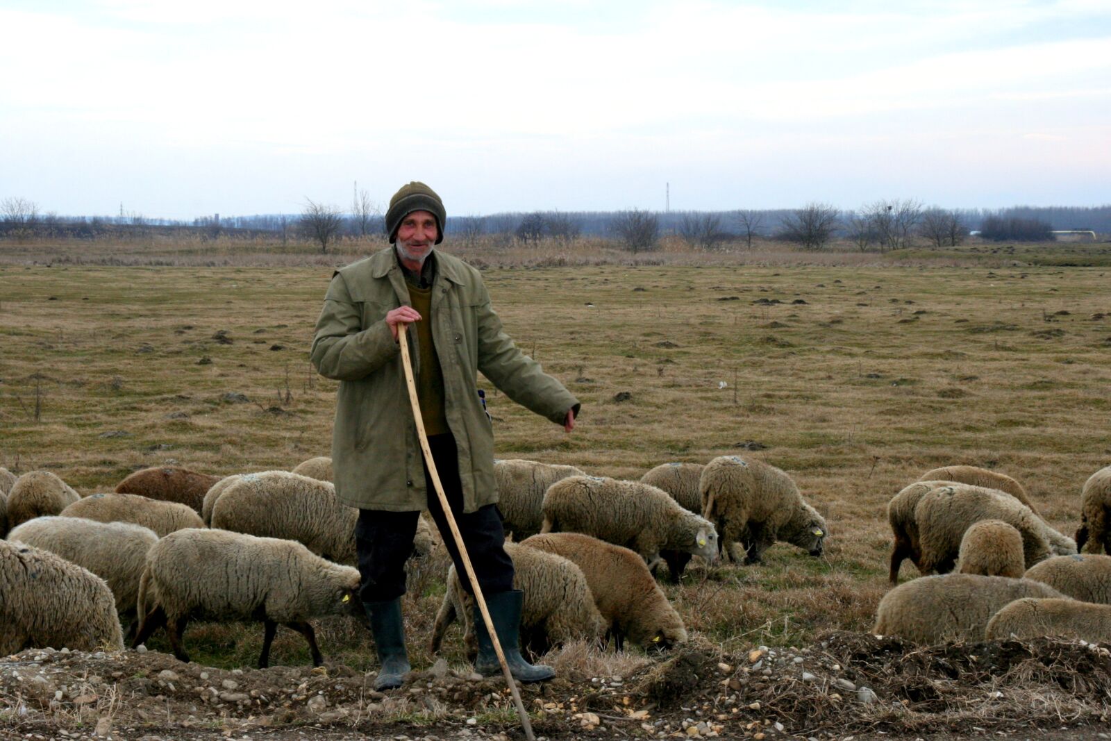 Canon EOS 400D (EOS Digital Rebel XTi / EOS Kiss Digital X) sample photo. Camacho, sheep, the flock photography