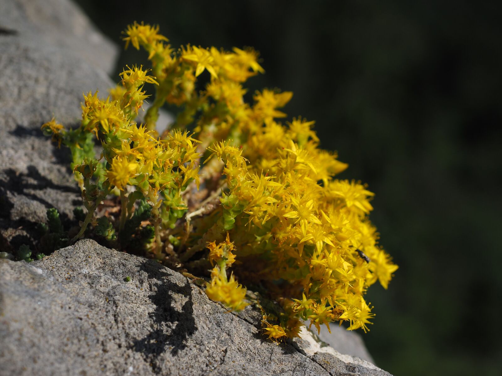 Olympus OM-D E-M1 + Olympus M.Zuiko Digital ED 12-40mm F2.8 Pro sample photo. Sedum cotyledon, flower, plant photography