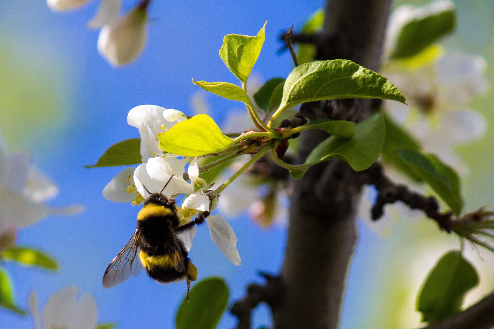 Canon EF-S 55-250mm F4-5.6 IS sample photo. Bumble bee, bee, insect photography