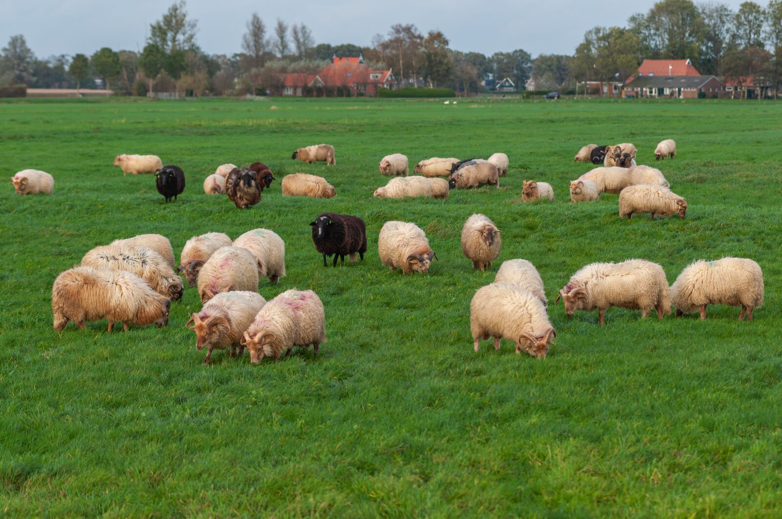 Nikon D90 sample photo. Sheep, grass, friesland photography