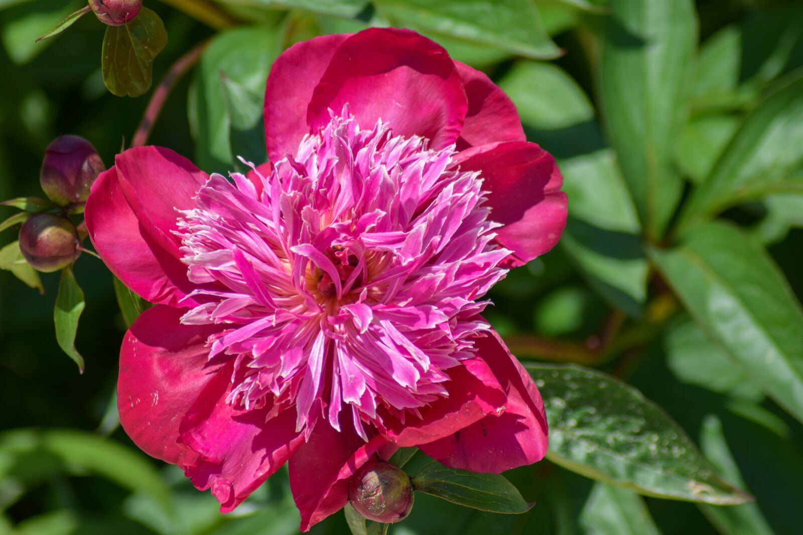 Nikon D5300 sample photo. Pink flower, blossom, bloom photography